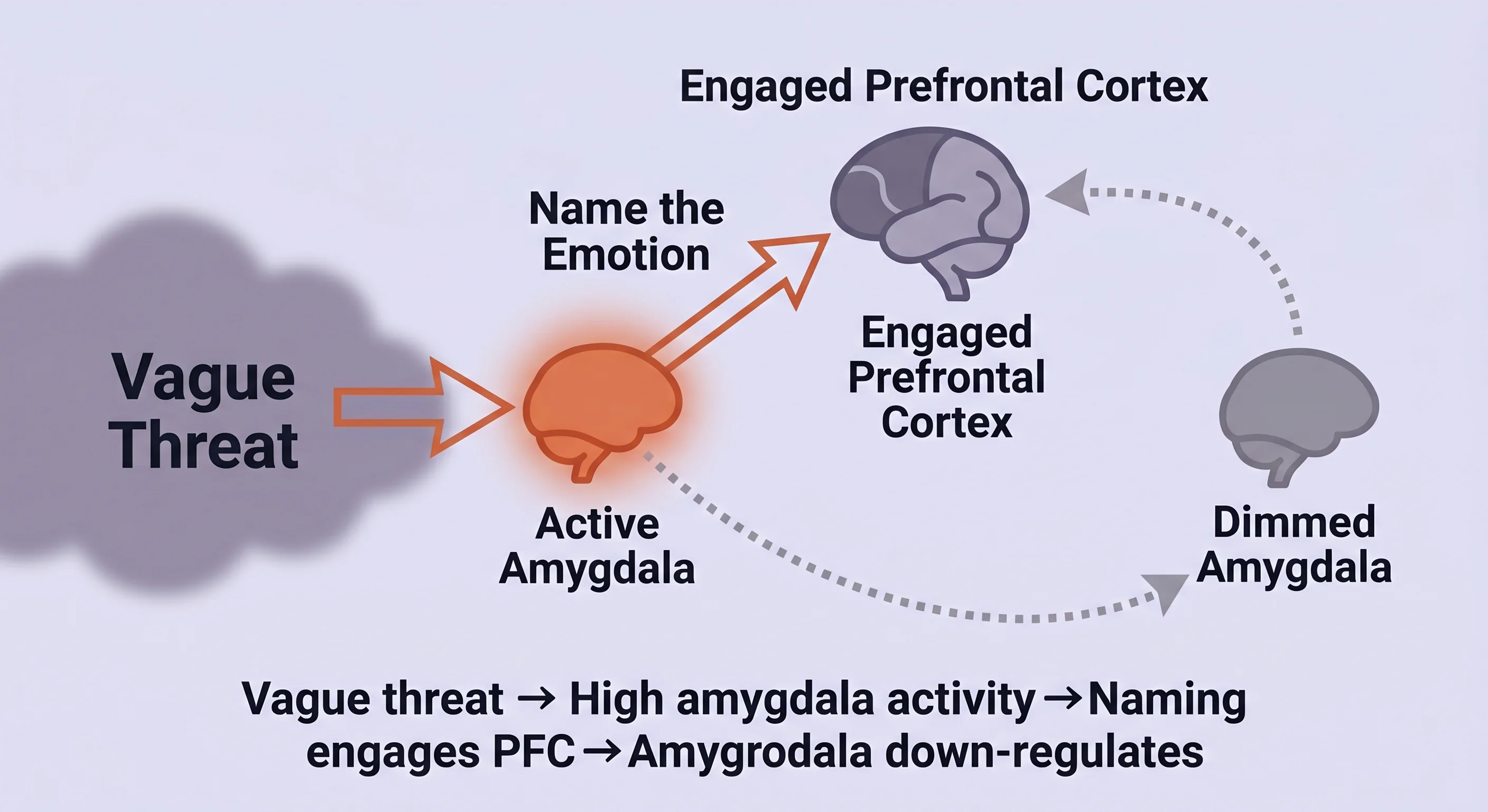 Illustration of the pathway proposed in affect-labeling research, connecting verbal labeling, prefrontal activity, and amygdala response